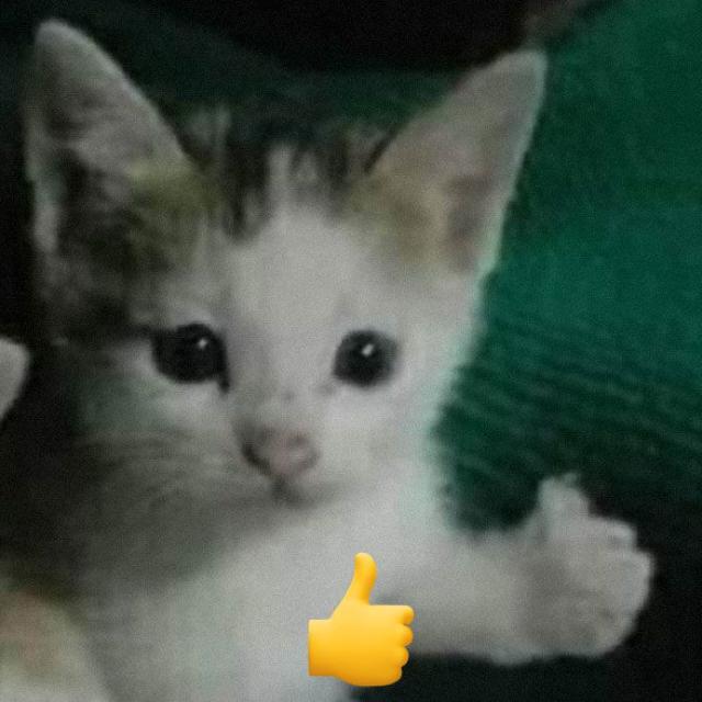 ShowNata
